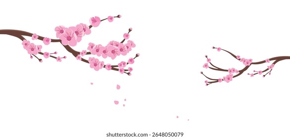 Japanese sakura cherry blossom blooming branches isolated on white background. Pink leaves flower design element background for Japan travel tourism