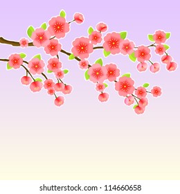 Japanese Sakura Cherry Tree. Red Blossom Flower on Purple Background