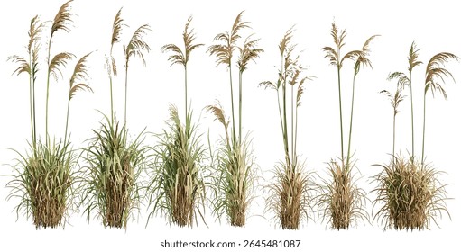 Luz matinal de grama de prata japonesa, Miscanthus sinensis, grama de solteira, árvore de corte isolada, paisagismo decorativo, grama perene, ilustração vetorial de planta de jardim ornamental.