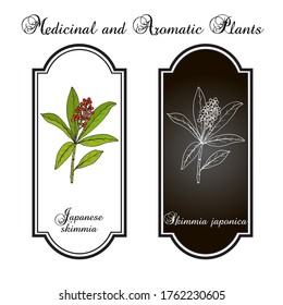 Japanese skimmia (Skimmia japonica), evergreen plant. Hand drawn botanical vector illustration