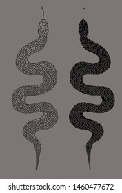 Japanese snake for tattoo and printing on background.