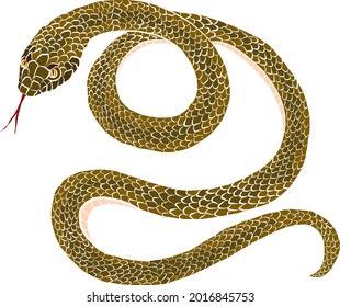 Japanese snake vector for tattoo design isolate on white background.