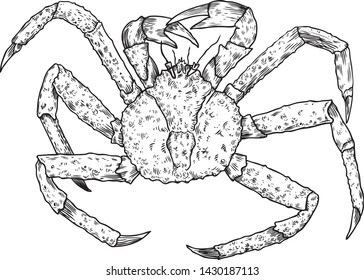 Japanese snow crab sketch symbol with rounded body and long thin legs. Use as seafood restaurant, underwater wildlife or oriental cuisine design