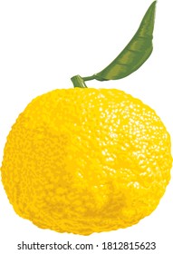 Japanese sour yellow citrus yuzu
