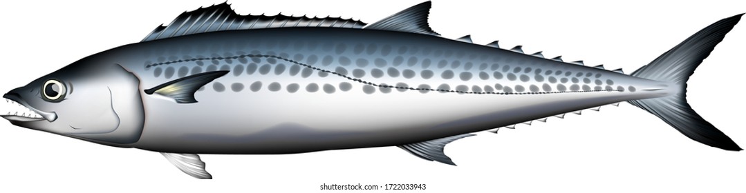 'Japanese Spanish mackerel' illustration, Vector EPS format