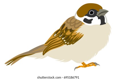 Japanese Sparrow Illustration -Side view ,Right