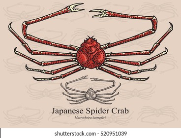 Japanese Spider Crab Hd Stock Images Shutterstock