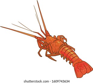 Japanese spiny lobster.  Fresh and tasty.