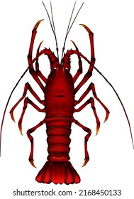 'Japanese spiny lobster' illustration. Vector EPS format.
