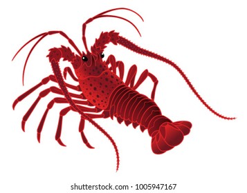 Japanese spiny lobster isolated on the white background.