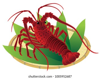 Japanese spiny lobster on a bamboo basket, isolated on the white background.