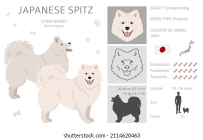 Japanese spitz clipart. Different poses, coat colors set.  Vector illustration