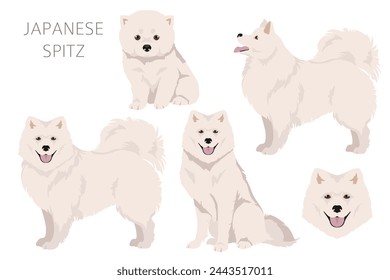 Japanese spitz clipart. Different poses, coat colors set.  Vector illustration