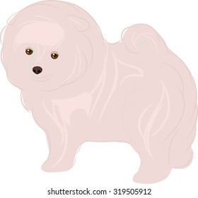 Japanese Spitz Vector Illustration