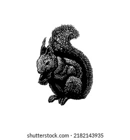 Japanese Squirrel hand drawing vector illustration isolated on white background