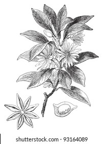 Japanese star anise (Illicium religiosum) / vintage illustration from Meyers Konversations-Lexikon 1897