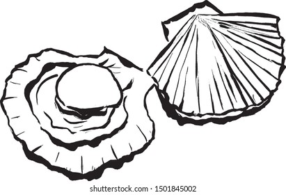 Japanese style brush picture "Scallops"
