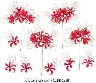 Japanese style cluster amaryllis,
Design of a Japanese style cluster amaryllis,
It is used for a kimono,
