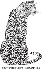  Japanese style leopard  graphic print, fashion drawing for t-shirts. Vector stickers,print, patches vintage