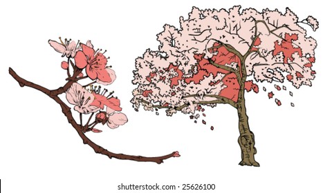japanese sweet cherry tree