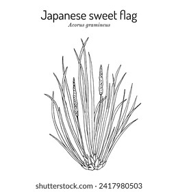 Japanese sweet flag (Acorus gramineus), edible and medicinal plant. Hand drawn botanical vector illustration