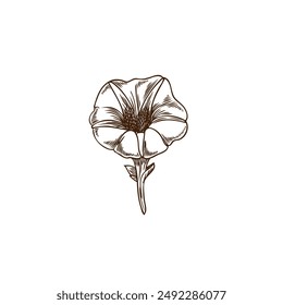 Japanese sweet potato inflorescence. Vector illustration of a hand-drawn sweet potato flower in black and white, done in a graphic, realistic style for educational design.