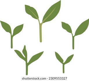 japanese tea leaf design illustration