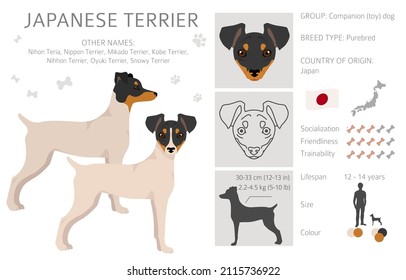 are japanese terrier noisy