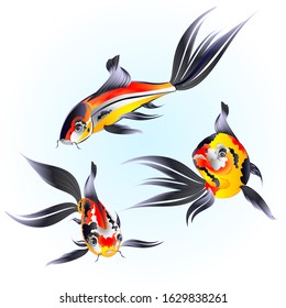 Japanese three carp koi beautiful fish  traditional on water blue background watercolor vintage vector illustration editable hand draw