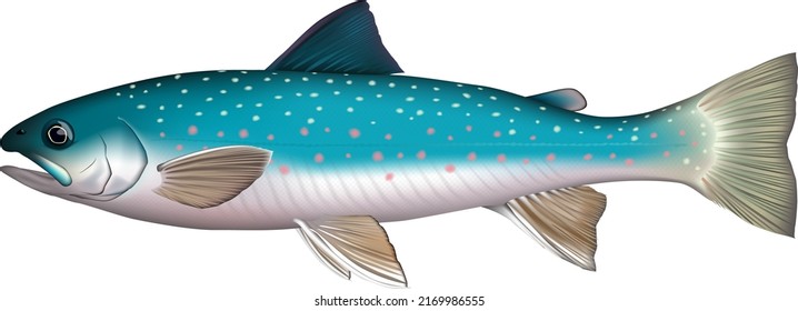 Japanese trout "Miyabe-iwana" fish illustration. Vector EPS format.