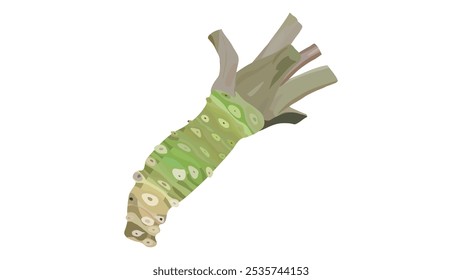 Ilustração vetorial de wasabi japonês. rábano-silvestre. wasabi raiz para comida japonesa. 