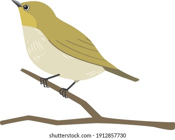 Japanese white eye, bird vector illustration