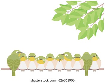 Japanese White-eye(bird)