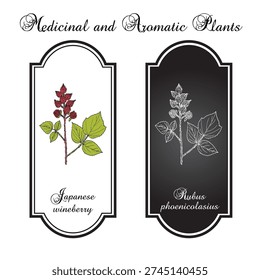 Japanese wineberry, or wine raspberry (Rubus phoenicolasius), edible and ornamental plant. Hand drawn botanical vector illustration