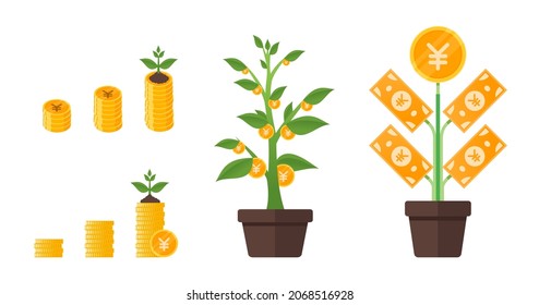 Japanese Yen Money Tree Growing