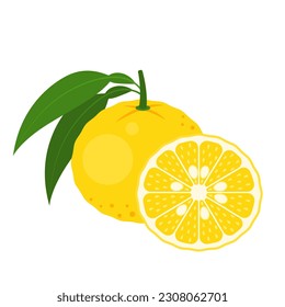 Japanese yuzu whole fruit and half isolated on white background. Citrus junos, hana yuzu or yuko icon. Vector illustration of tropical exotic fruits in flat style.