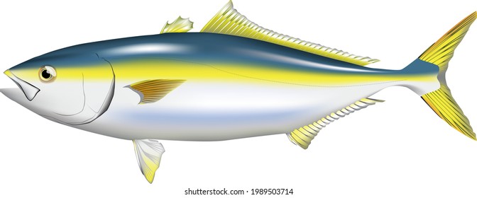 'Japanese-amberjack' realitic illustration. Vector EPS format.