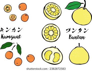 Japanese-style Brush Stroke Citrus Fruits - Kumquat and pomelo
Translating: Kumquat citrus and pomelo