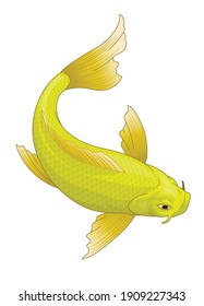 japan's koi fish in yellow color