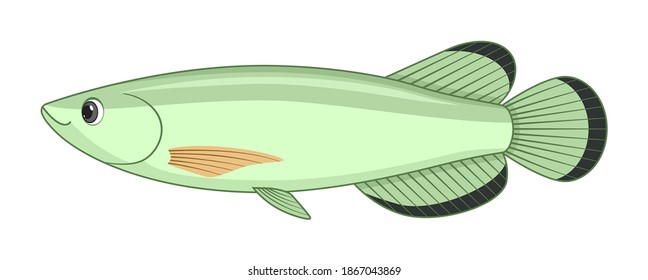Jardini arowana fish on a white background. Cartoon style vector illustration