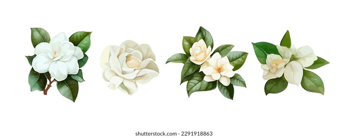 Flores jazmín acuarela. Flores blancas realistas dibujando para el día de la madre, tarjeta de saludo y primavera. Ilustración del vector