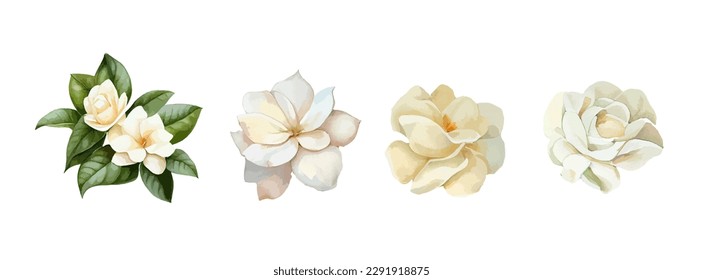 Jasmin flowers watercolor set. Realistic white flowers drawing for mother day, greeting card and spring. Vector illustration