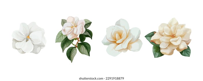 Jasmin flowers watercolor set. Realistic white flowers drawing for mother day, greeting card and spring. Vector illustration