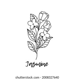 Jasmine. Ayurveda. Natural herbs. Ayurvedic herbs, medicines. Herbal illustration. A medicinal plant. The style of doodles. Medicines for health from plants. Jasmine for use in aromatherapy.