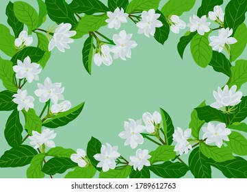 Jasmine background with beautiful flowers