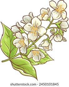 Jasmine Branch Colored Detailed Illustration.