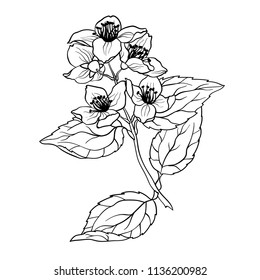 Jasmine Branch vector graphic illustation in coloring page in realistic drawing