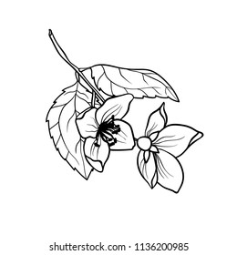 Jasmine Branch vector graphic illustation in coloring page in realistic drawing