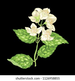 Jasmine branch vector graphic illustration on the black background with flowers and leaves in realistic design style