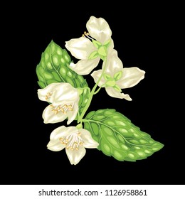 Jasmine branch vector graphic illustration on the black background with flowers and leaves in realistic design style